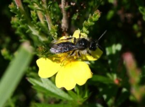 New AI algorithm will hopefully save ‘hopping’ bee from extinction | Envirotec