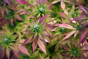 Panel uit New Hampshire bespreekt aanbevelingen voor legalisering van cannabis