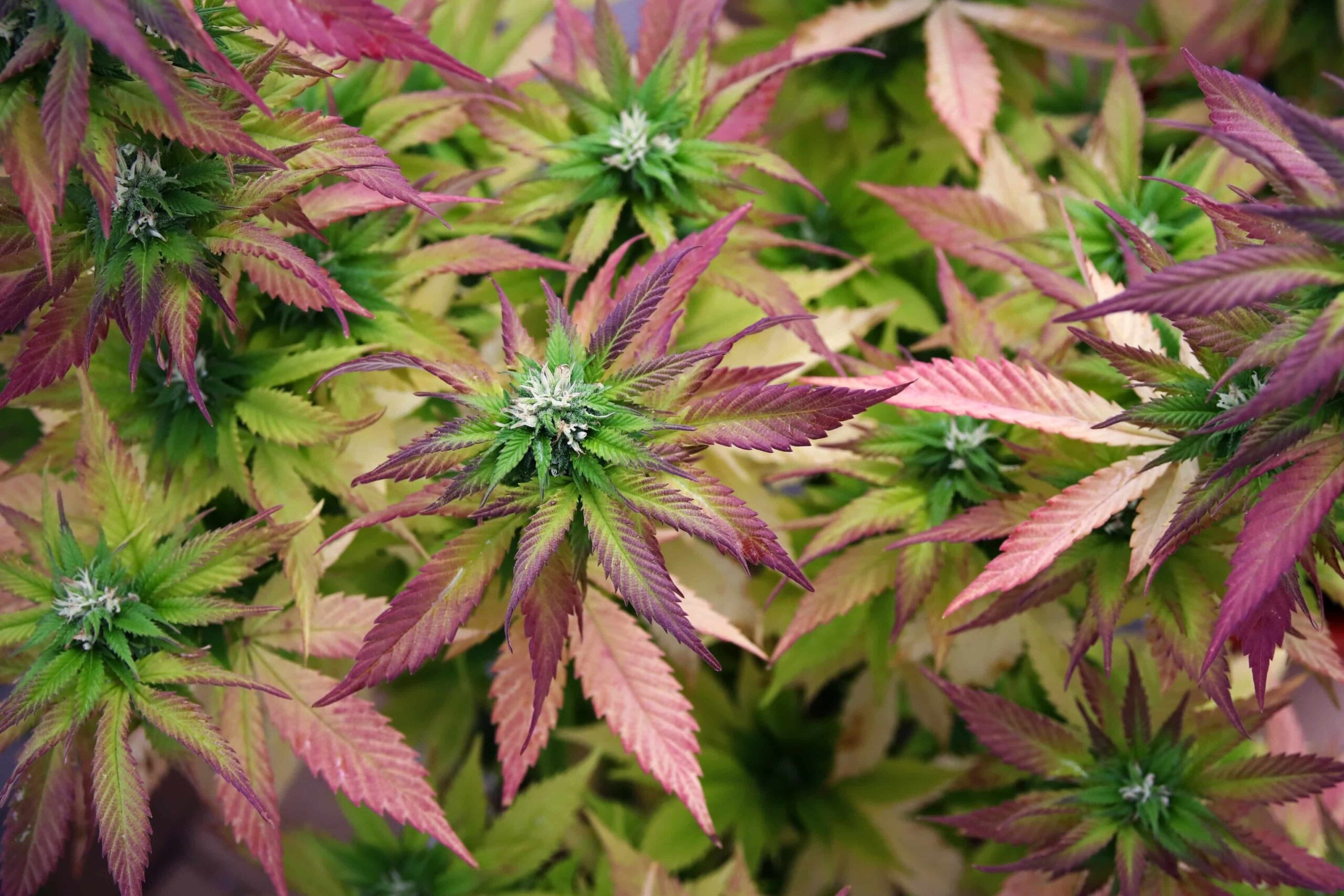 New Hampshire-panelet diskuterer anbefalinger om legalisering av cannabis