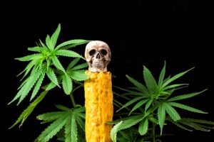 新的研究论文展示了大麻使用的历史，包括死灵术