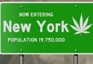 New York Cannabis: License Number Estimates