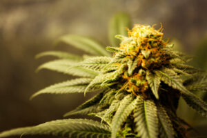 Presidente do Senado de Ohio planeja revogar a legalização da cannabis se aprovada pelos eleitores em novembro