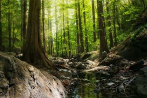 Payments-as-a-Service-platform Rainforest haalt $11.75 miljoen aan startfinanciering op - Finovate