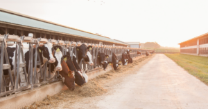 Reflecting on 3 years of progress: The U.S. Dairy Net Zero Initiative | GreenBiz
