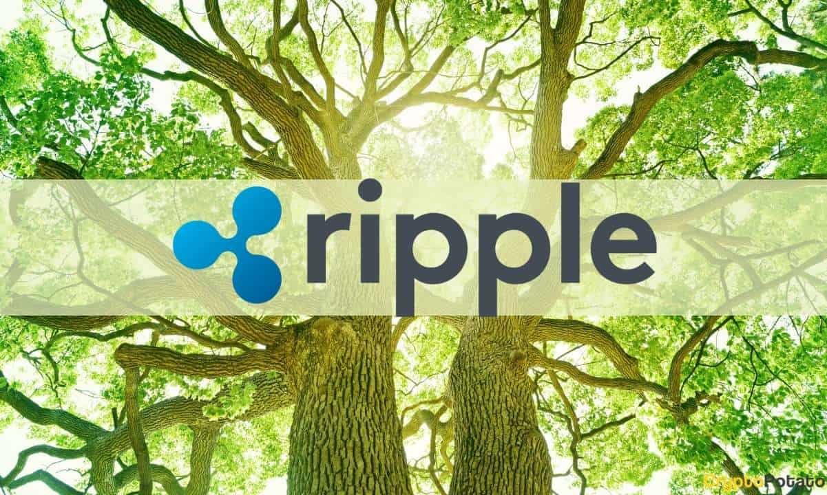 Ripple (XRP), TON, ZKSync ve Starknet Olumlu Geliştirici Büyümesini Görüyor: Rapor