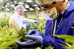 Safe Cannabis Industry Workplaces (OSHA, etc.) | Green CulturED