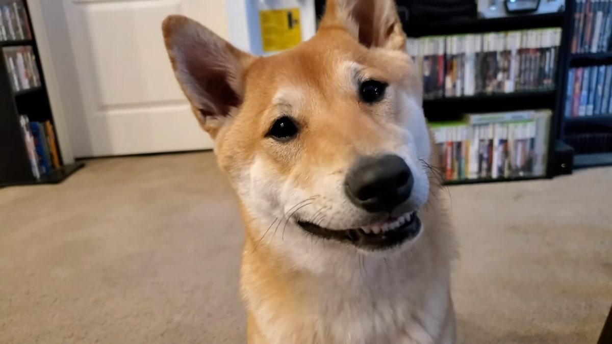 Streamer's Shiba Inu to become first dog speedrunner at AGDQ 2024