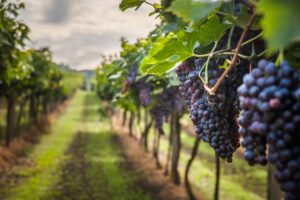Badanie: Konopie stanowią opłacalną osłonę upraw w winnicach i mogą poprawić jakość wina