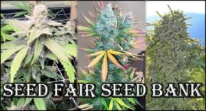 Seed Fair Seed Bank - Kuinka paras siemenpankki saa kuuluisat siemenensä