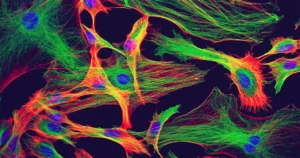 ये कोशिकाएं मस्तिष्क में बिजली जगाती हैं। वे न्यूरॉन्स नहीं हैं. | क्वांटा पत्रिका