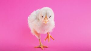 Estas super galinhas projetadas por CRISPR são resistentes à gripe aviária