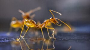 Denne myre-inspirerede AI-hjerne hjælper farmrobotter med at navigere bedre i afgrøder