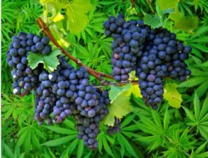 רוצה יין בטעם טוב יותר, גדל צמחי המפ בכרם שלך אומר מחקר חקלאי חדש בן 3 שנים