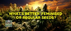 Co jest lepsze: nasiona feminizowane czy regularne?