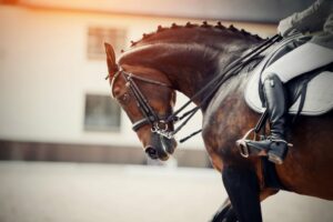 Mais de 24 cavalos mortos após ataque criminoso no cassino Tioga Downs