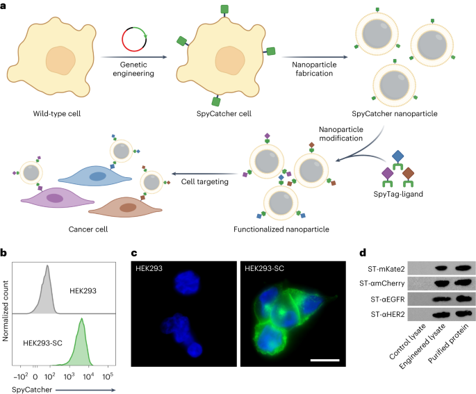 Модульний підхід до покращення функціональності покритих клітинною мембраною наночастинок за допомогою генної інженерії - Nature Nanotechnology