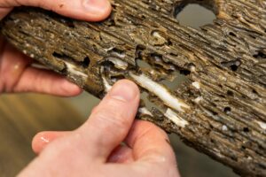 Sistema de acuicultura convierte residuos de madera en mariscos nutritivos | Envirotec