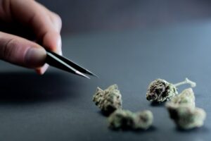 CBP Houston confiscă 52 de kilograme de marijuana ascunse în tobele muzicale – World News Report - Medical Marijuana Program Connection