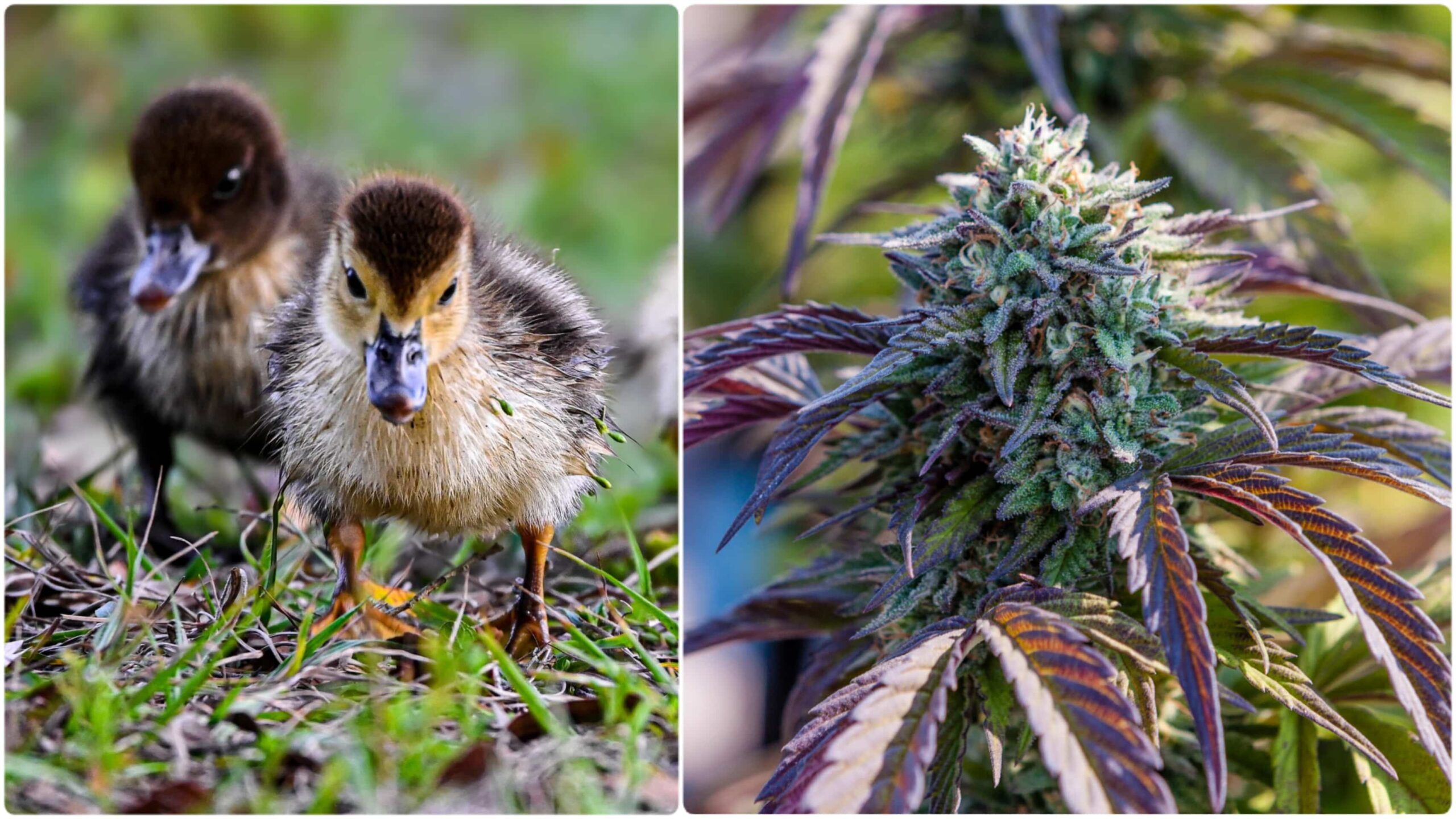 Besorgte Nachbarn beschweren sich über Enten, die auf der Cannabisfarm in Vermont arbeiten