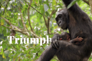 ניצחון שימור: פרויקט השימפנזה בולנדי זורח על כדור הארץ השלישי