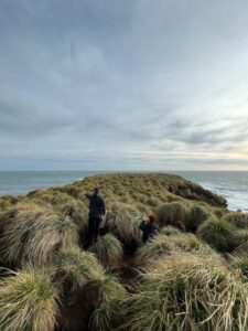 Defra finansierer prosjekt for å binde karbon i torvmarker på Falklandsøyene | Envirotec