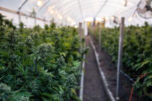 連邦政府は農家に大麻か雑草を栽培するよう指示するが、両方を栽培することは禁止