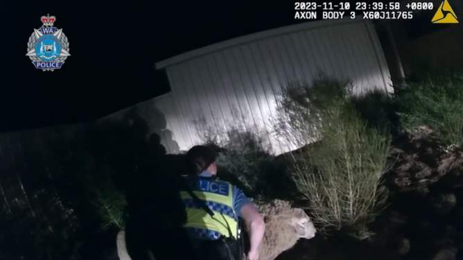 Geraldton-politiet fanget til slutt den mistenkte på lammet.