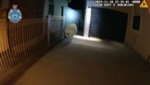 Geraldton Police put to the test by wily sheep who was on the lamb in the CBD resisting arrest - Medical Marijuana Program Connection