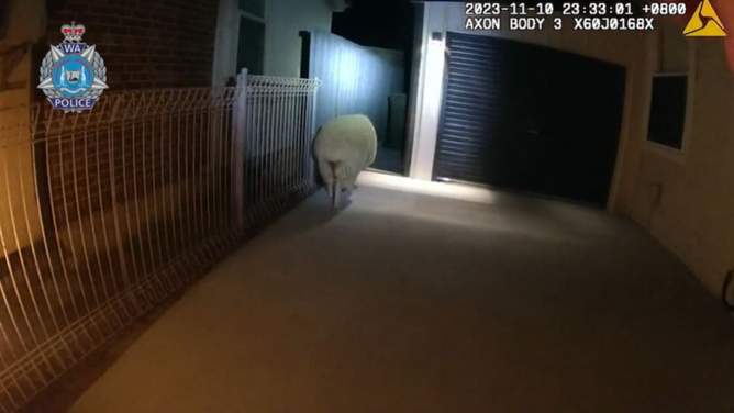 La police de Geraldton mise à l'épreuve par un mouton rusé qui se trouvait sur l'agneau dans le CBD et qui résistait à son arrestation - Medical Marijuana Program Connection
