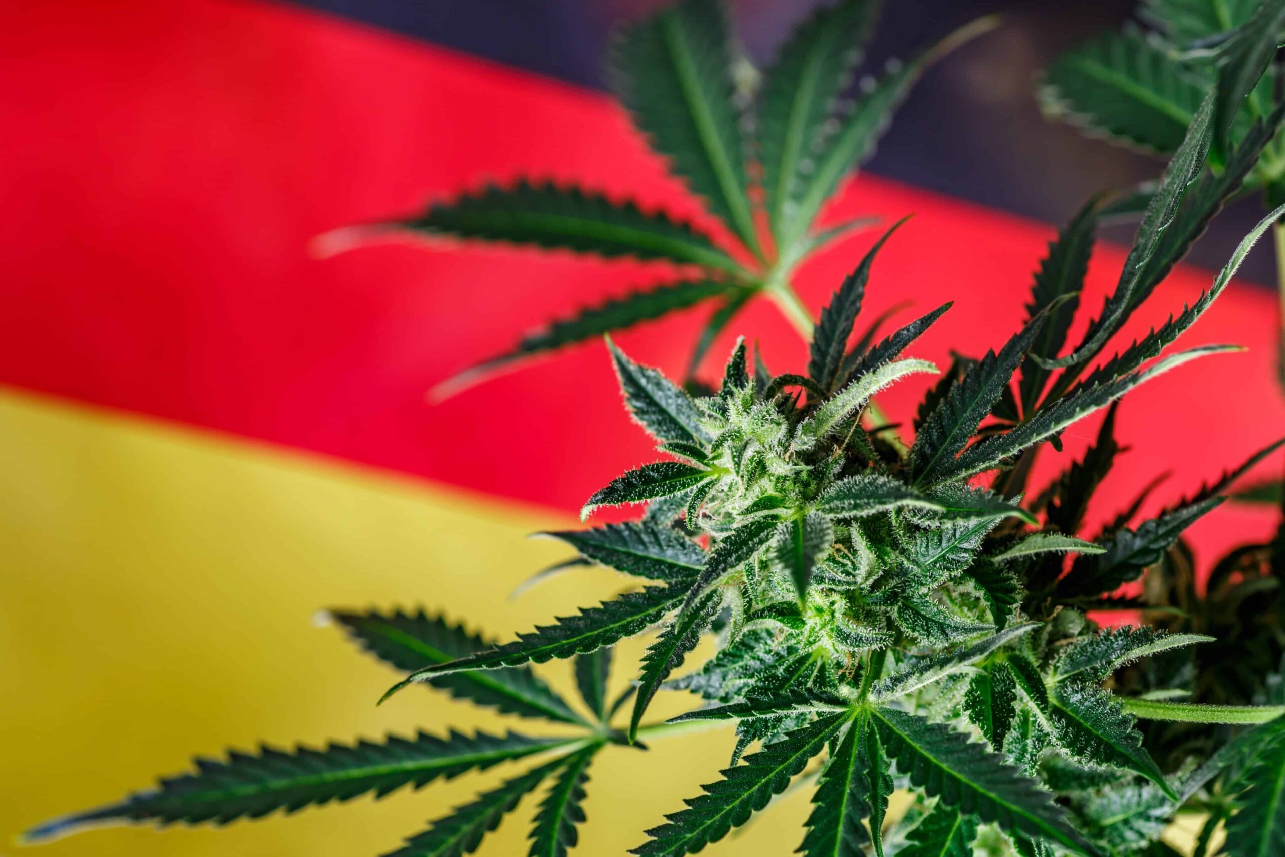 Germania urmărește în aprilie 2024 legalizarea canabisului