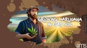 Вирощування марихуани в глинистому ґрунті: плюси, мінуси та поради для успішного вирощування