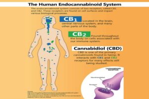 How CBD Affects Our Bodies
