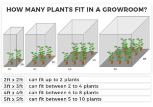 Як побудувати кімнату для вирощування конопель