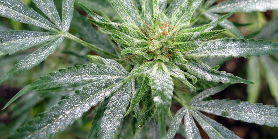 Powdery mildew cannabis marijuana plant