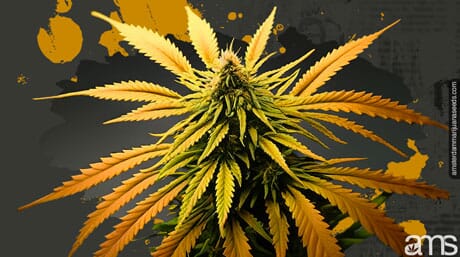 túlfűtött marihuána növény