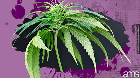 planta de marihuana manteniéndose fresca