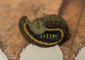 Rare leech recorded in Dumfries and Galloway | Envirotec