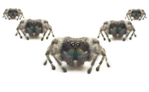 Scattered Spider Hops Nimbly from Cloud to On-Prem in Complex Attack