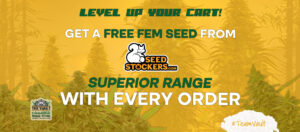 Seedstockers Seeds Superior – kingitus ja UUED tasuta pakkumised!