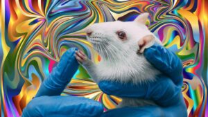 Ricercatori svedesi studiano gli effetti dell'LSD e della ketamina sui ratti