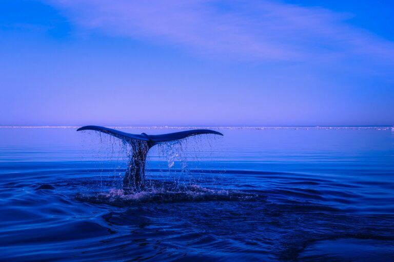 Tether Whales akkumulerer 1.67 milliarder dollars i USDT, hvilket tyder på en potentiel kryptoopkøb