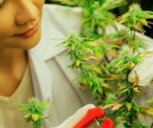 De dood van een marihuanawerker - Astma, OSHA en veiligheid op de werkplek hebben de cannabisindustrie getroffen