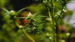 De forskjellige Cannabis-blomstringsstadiene