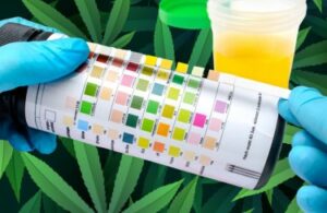 Slutningen af ​​cannabis-stoftestning? - Selv producenter af lægemiddeltestsæt dropper ukrudtstestning og prioriterer i stedet fentanyl