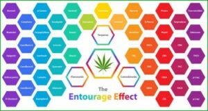 Parçaların Toplamı Tek Başına THC'den Daha Büyük - Entourage Etkisi Sadece THC'den Daha Etkili Olduğunu Kanıtlıyor Yeni Çalışma