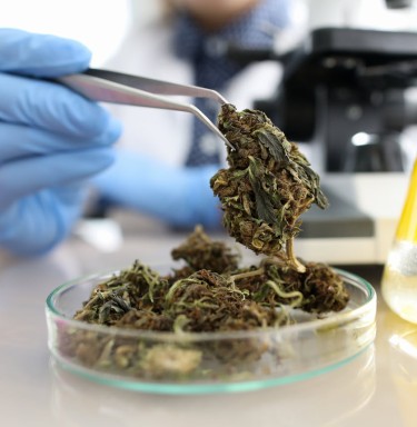 CHEATING ON CANNABIS LAB TESTS