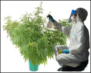 Hvilken procentdel af lovligt solgte medicinske marihuana-tests positive for pesticider, skimmelsvamp eller gær? A. 75 % B. 50 % C. 25 % D. 0 %