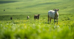 Por qué la agricultura regenerativa es sólo una parte de la respuesta a los sistemas alimentarios sostenibles | negocio verde