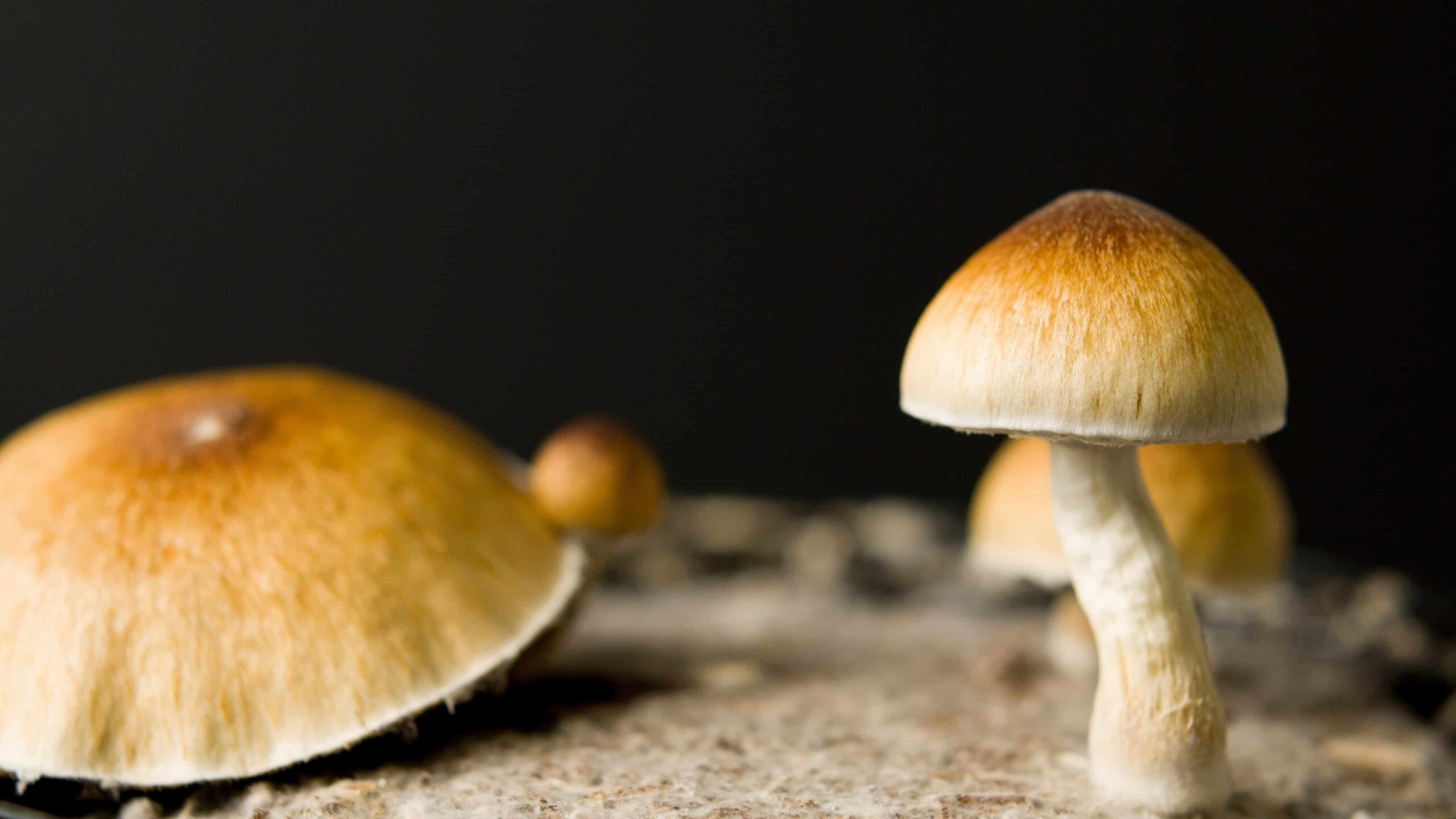 Wisconsin Lawmakers Push To Improve Veterans’ Access to Magic Mushrooms