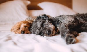 개와 함께 침대를 공유하는 여성은 최고의 잠을 잔다